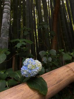 鎌倉 竹林のあじさい 鎌倉 竹林のあじさいの写真