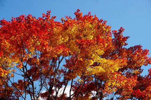 秋の紅葉 秋,紅葉,青空の写真素材