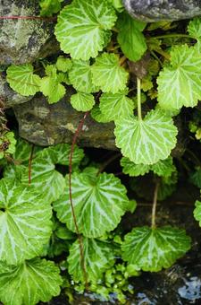 せせらぎの植物の写真