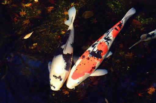 水面を泳ぐ二匹の紅白と白黒の錦鯉 錦鯉,鯉,魚の写真素材