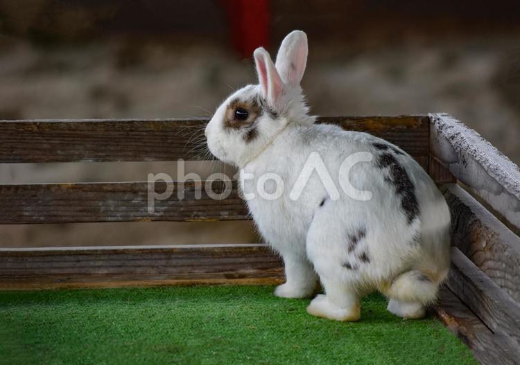 かわいいうさぎちゃん うさぎ,ウサちゃん,卯の写真素材