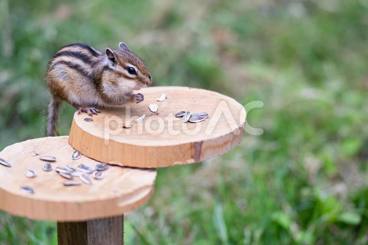 かわいいシマリス、小樽のシマリス公園 しまりす,リス,栗鼠の写真素材