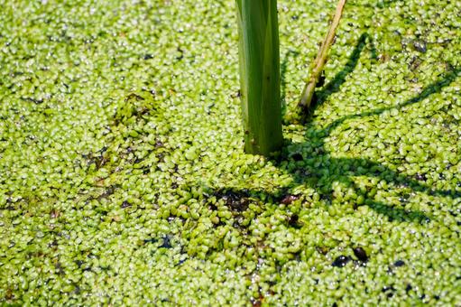 Photo, water plants, duckweed, plant, 