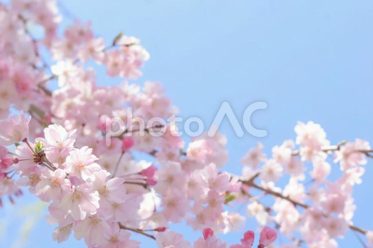 満開の桜と青空 桜,春,青空の写真素材