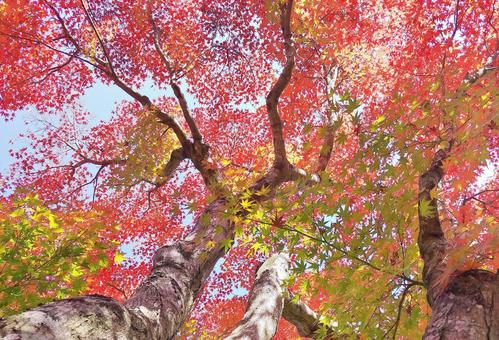 空仰ぐもみじの綺麗な紅葉 空仰ぐもみじの綺麗な紅葉 もみじ,木,秋の写真素材