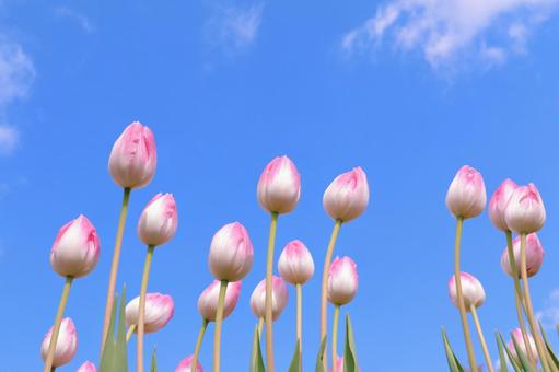 アイスチューリップ アイスチューリップ,チューリップ,花の写真素材