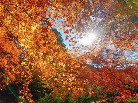 紅葉に照らされて 紅葉,もみじ,紅葉狩りの写真素材