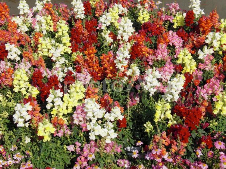 色とりどりのキンギョソウの花畑 金魚草,赤,白の写真素材