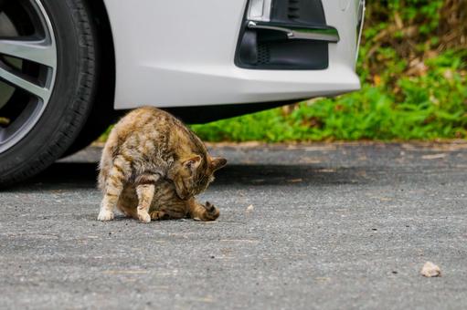 猫(115) 猫(115)の写真