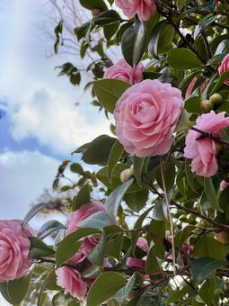 ピンクの椿 ピンクの椿 椿,乙女椿,ピンクの写真素材