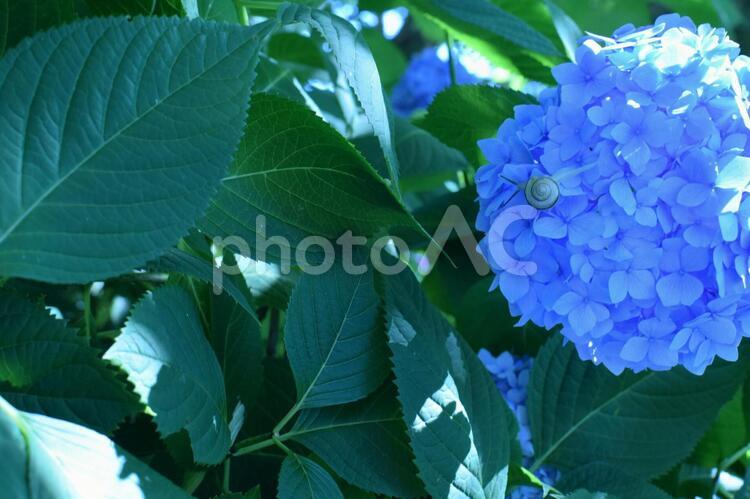 矢田寺のアジサイ.2 アジサイ,紫陽花,青色のアジサイの写真素材