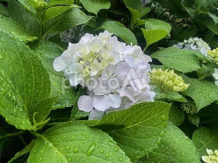 紫陽花　梅雨　雨粒　紫　雨模様　淡紫色 紫陽花,梅雨,雨粒の写真素材