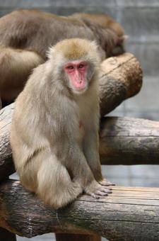 サル2 サル,猿,さるの写真素材