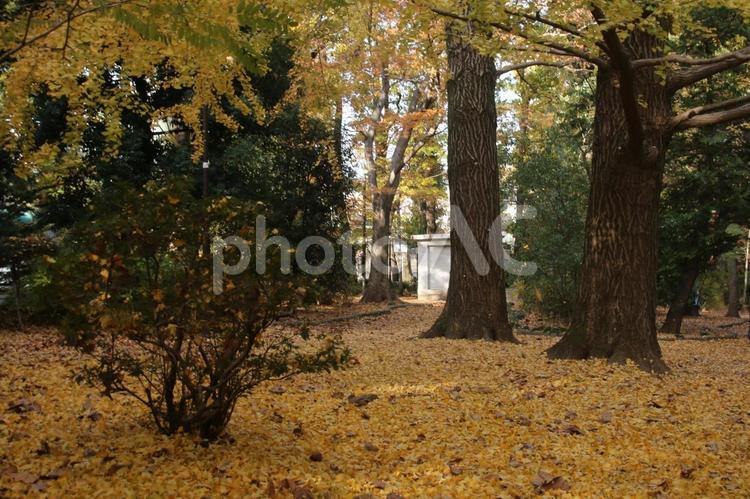 黄色の世界２ 公園,武蔵関公園,秋の写真素材