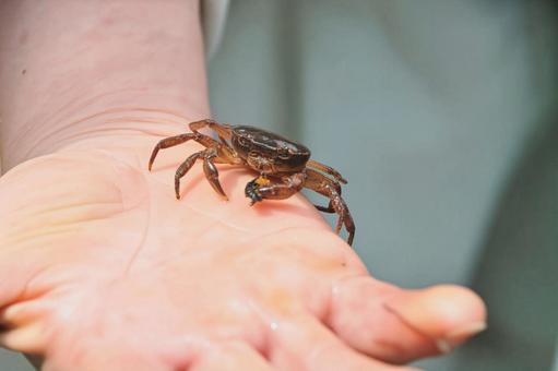 沢ガニ 沢ガニの写真