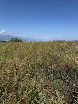 耕作放棄地（秋） 耕作放棄地,雑草,秋の写真素材