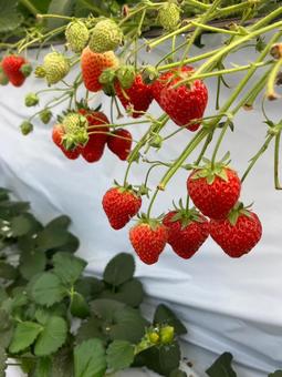 いちご狩りの写真