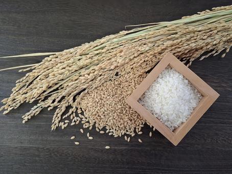 稲穂と籾と白米_焦茶木目バック_9 稲穂と籾と白米_焦茶木目バック_9 秋,秋の味覚,米の写真素材