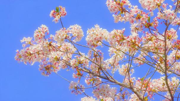Cherry blossoms and blue sky 5, JPG