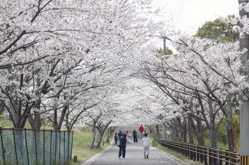 桜 桜の写真