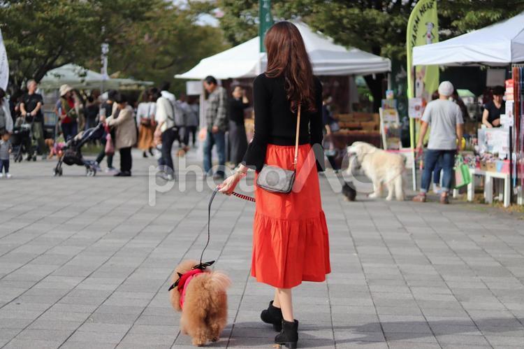 愛犬と散歩 女性,愛犬,トイプードルの写真素材