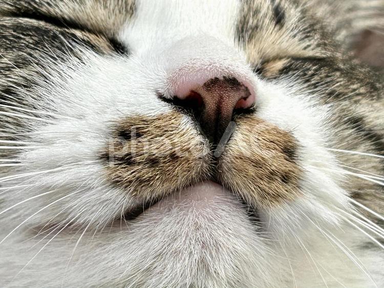 キジ白ねこの寝顔 保護猫,猫,ネコの写真素材