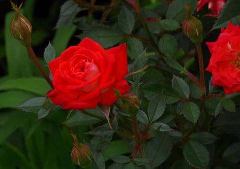 バラ ラッキー・ダック バラ,ラッキー,ダックの写真素材