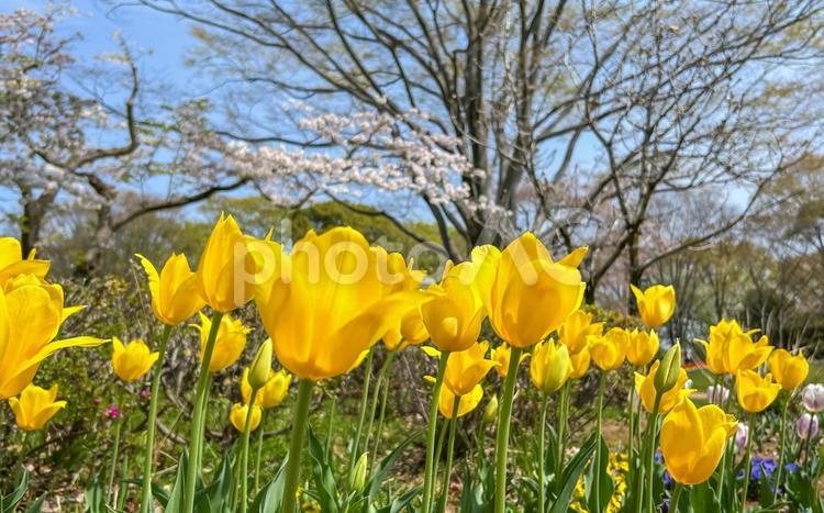 桜の木と鮮やかな黄色が眩しいチューリップ チューリップ,黄色,桜の写真素材