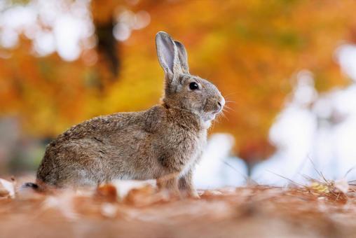 大久野島の兎 大久野島の兎 うさぎ,大久野島,野生動物の写真素材