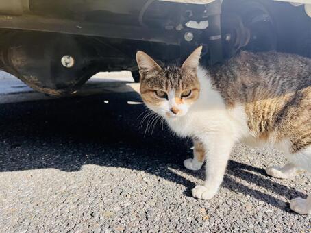 車の下ににゃんこ ネコ,ねこ,動物の写真素材