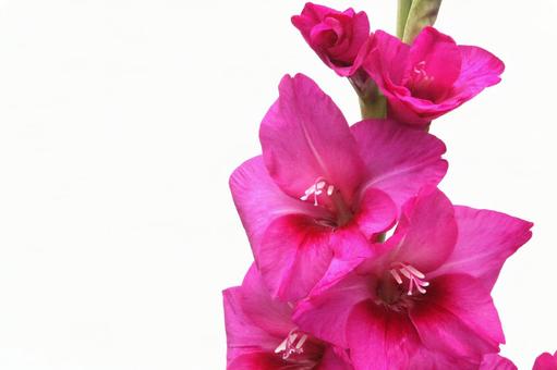 グラジオラスの花 グラジオラスの花の写真