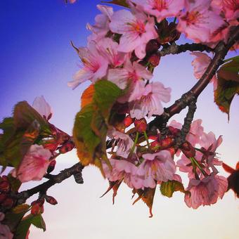 Cherry Blossoms, natural, flower, branch, JPG