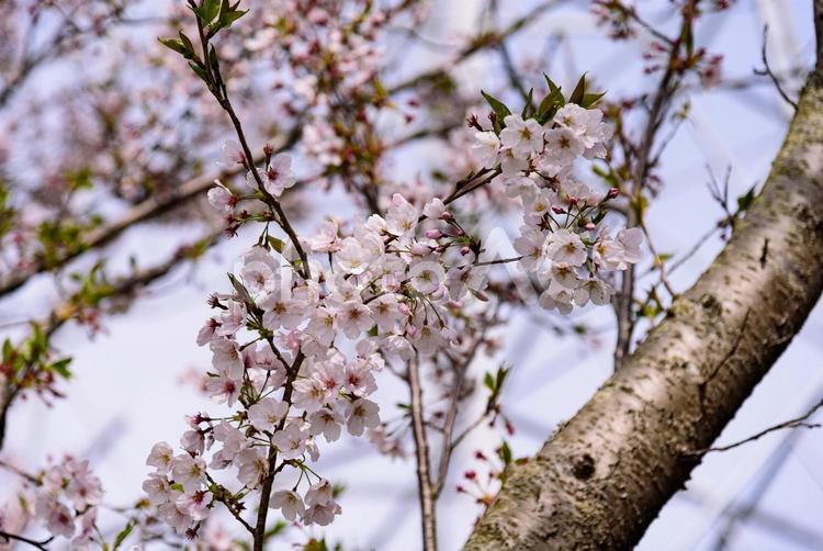 葉桜に変わりゆく桜 桜,サクラ,さくらの写真素材