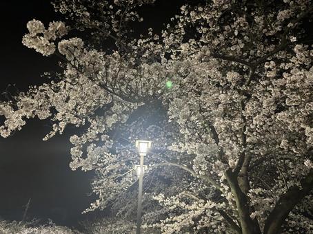 Illuminated cherry blossoms at night, JPG Illuminated cherry blossoms at night, JPG