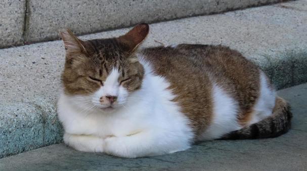 香箱座りでお昼寝中のもふもふな猫様 香箱座りでお昼寝中のもふもふな猫様の写真