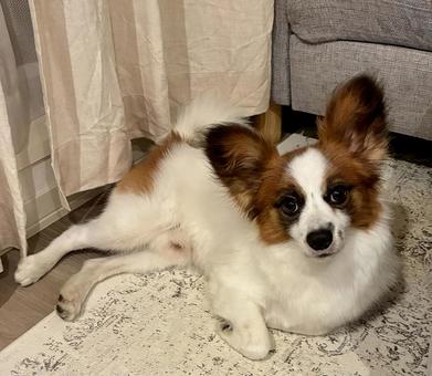 パピヨンの夜のくつろぎ時間 パピヨンの夜のくつろぎ時間 パピヨン,papillon,犬の写真素材