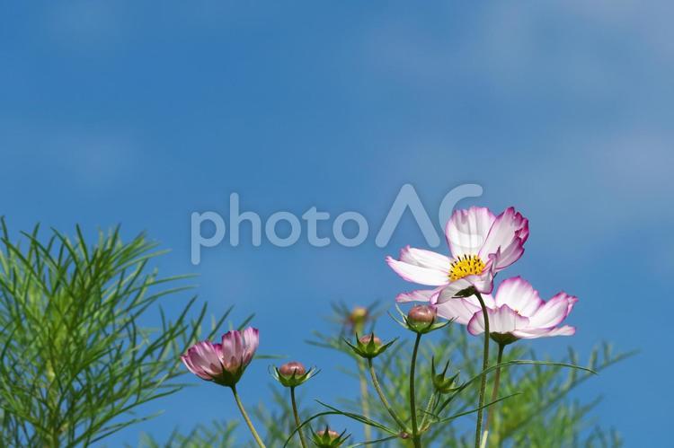 秋晴れの日に綺麗に咲いたコスモス コスモス,秋桜,こすもすの写真素材