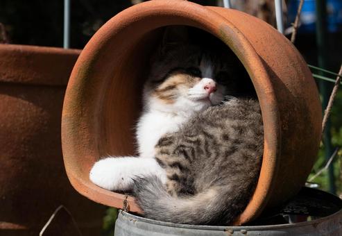 猫 猫 猫,動物,生き物の写真素材