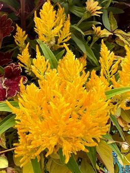 黄色いケイトウ ケイトウ,花,アップの写真素材