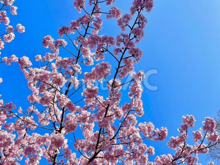 青空と満開の桜 地面,外,桜の写真素材