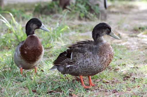 カモ カモ 鳥,カモ,自然の写真素材