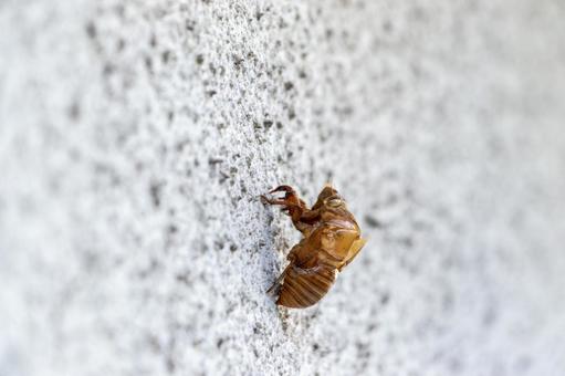 ざらざらした白い壁に残されたセミの抜け殻 ざらざらした白い壁に残されたセミの抜け殻 セミ,抜け殻,壁の写真素材