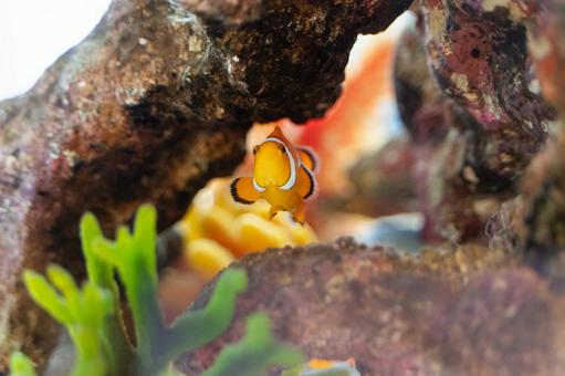 鮮やかなクマノミとサンゴの風景④ 鮮やかなクマノミとサンゴの風景④ クマノミ,熱帯魚,魚の写真素材