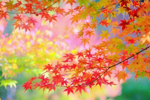 秋の彩りの写真