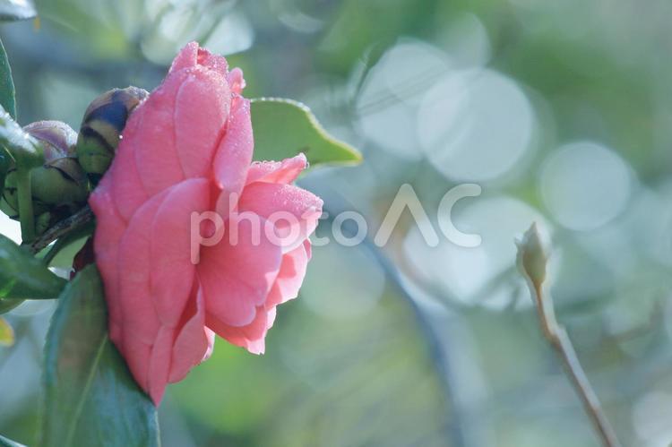 横から見た乙女椿の花と玉ぼけです 乙女椿,花,椿の写真素材