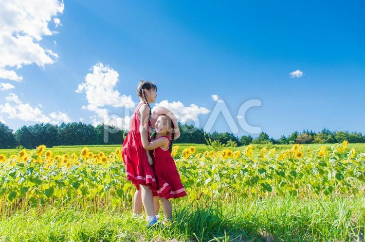 ひまわり畑と子供達 向日葵,子供達,姉妹の写真素材