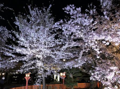 祇園 桜 ライトアップ 祇園 桜 ライトアップの写真