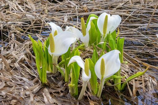Skunk cabbage 4, JPG Skunk cabbage 4, JPG
