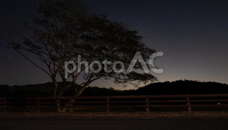 星を仰ぐ森の夜 高い木,星空,夜空の写真素材