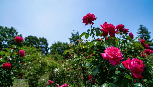 バラ園で咲く満開のバラ バラ園で咲く満開のバラの写真